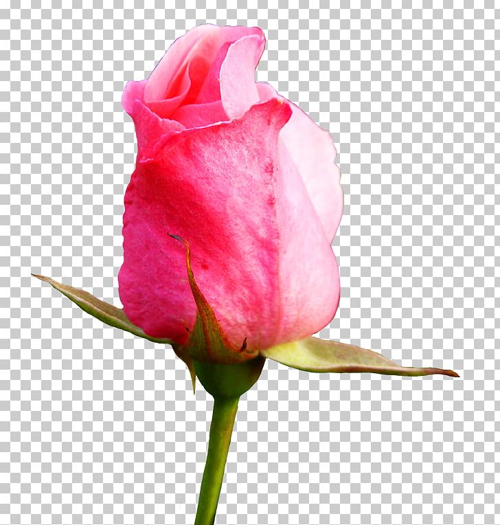 Rose Bud Flower PNG, Clipart, Blossom, Bud, China Rose, Closeup, Color Free PNG Download