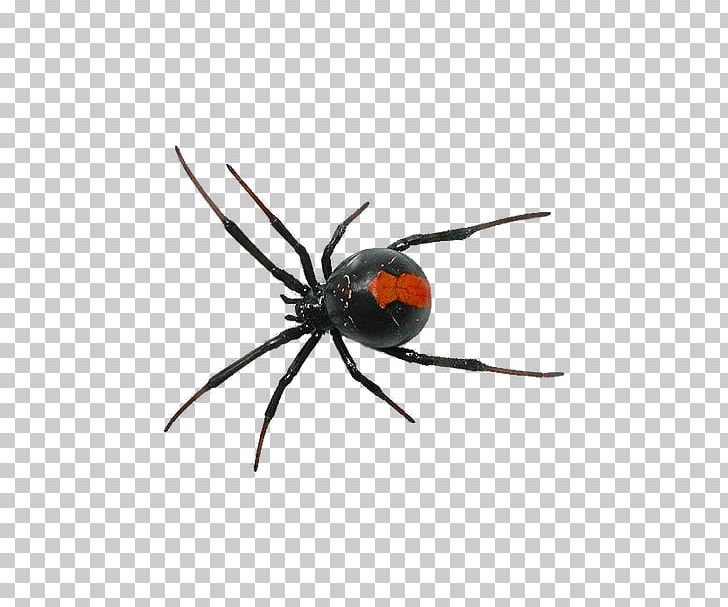 Spider Southern Black Widow PNG, Clipart, Animals, Arachnid, Araneus, Arthropod, Baby Crawling Free PNG Download