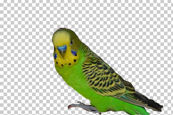 Budgerigar Parakeet Bird PNG, Clipart, Animaatio, Animals, Beak, Bird, Budgerigar Free PNG Download