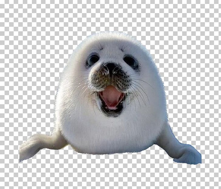 Earless Seal Sea Lion Harp Seal Arctic Dog PNG, Clipart, Animal, Animals, Animals In Water, Arctic, Bearded Seal Free PNG Download