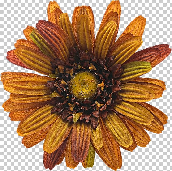 Flower Encapsulated PostScript Tulip PNG, Clipart, Blog, Chrysanths, Cut Flowers, Daisy Family, Download Free PNG Download