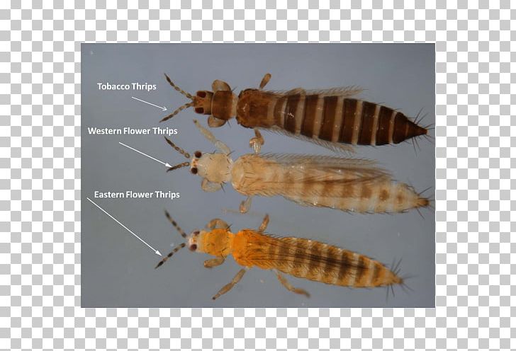 Insect Thrips Pest Mite Aphid PNG, Clipart, Animals, Aphid, Arthropod, Budi Daya, Crop Free PNG Download