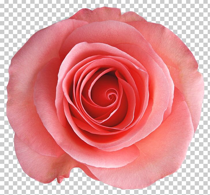 Rosa Chinensis Garden Roses Centifolia Roses Flower PNG, Clipart, Beach Rose, Centifolia Roses, China Rose, Clipart, Closeup Free PNG Download