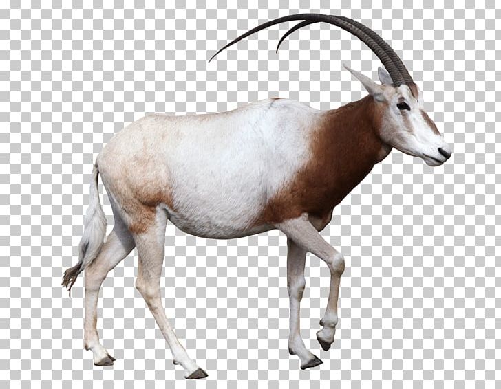 Gemsbok Antelope Scimitar Oryx Arabian Oryx Horn PNG, Clipart, Antelope, Arabian Oryx, Cattle Like Mammal, Common Eland, Cow Goat Family Free PNG Download