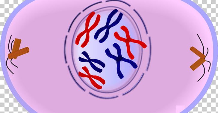 Prophase Mitosis Metaphase Anaphase Meiosis PNG, Clipart, Anaphase, Cell, Cell Cycle, Cell Division, Centrosome Free PNG Download