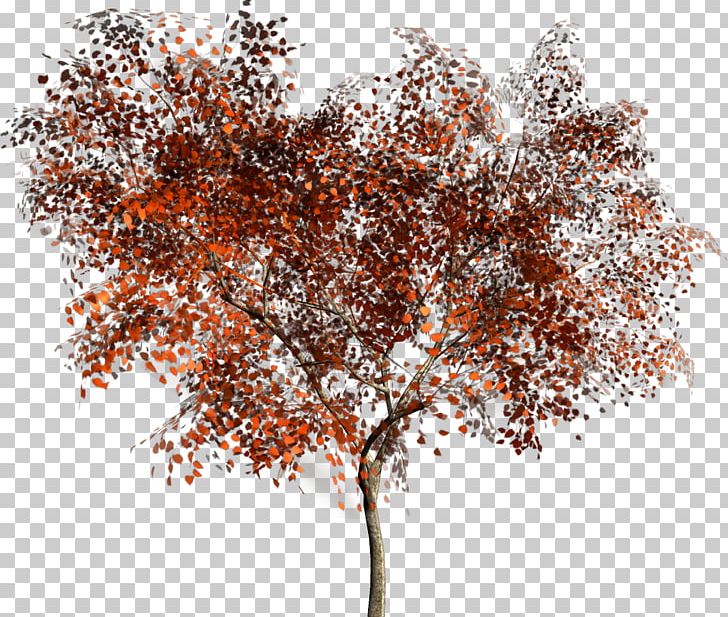 Tree Information Woody Plant PNG, Clipart, Branch, Data, Forest, Information, Mountainash Free PNG Download
