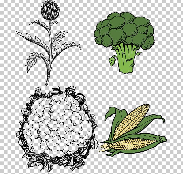 Cauliflower Line Art Drawing PNG, Clipart, Artwork, Black And White, Broccoli, Cauliflower, Cauliflower Carrot Cucumber Free PNG Download