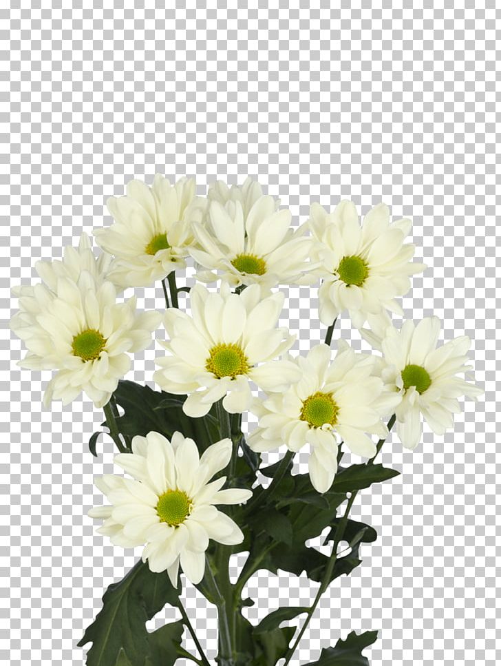 Chrysanthemum Prosecco Oxeye Daisy Transvaal Daisy Flower PNG, Clipart, Annual Plant, Argyranthemum Frutescens, Artificial Flower, Aster, Color Free PNG Download