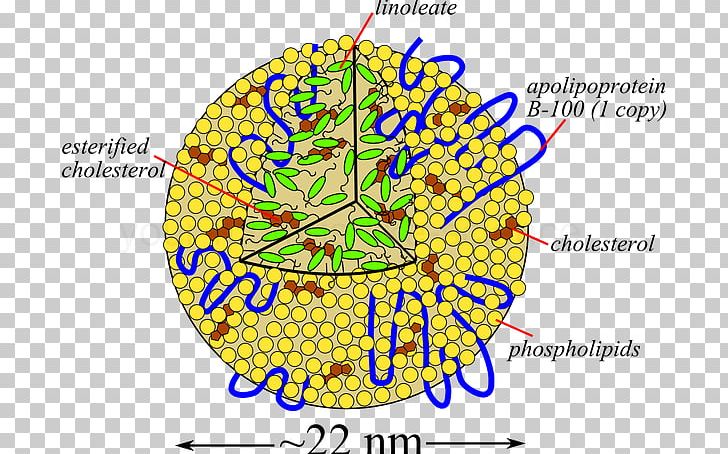 Low-density Lipoprotein Cholesterol High-density Lipoprotein Triglyceride PNG, Clipart, Area, Blood, Cholesterol, Circle, Fat Free PNG Download