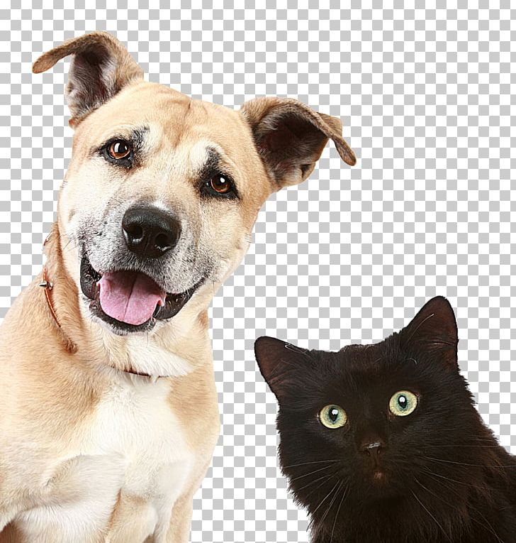 Pet Sitting Dog Daycare Veterinarian PNG, Clipart, Animal, Animals, Cat, Cat Like Mammal, Cats Free PNG Download