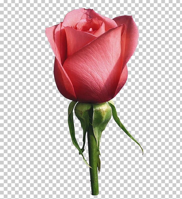 Still Life: Pink Roses Rosa Brunonii PNG, Clipart, Bud, China Rose, Desktop Wallpaper, Floribunda, Flower Free PNG Download