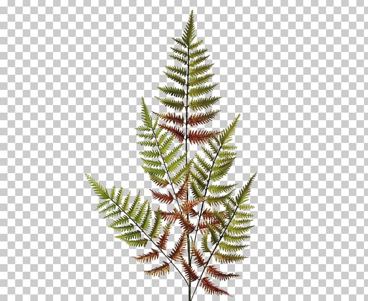 Fern Flower Dryopteris Erythrosora Vascular Plant PNG, Clipart, Autumn, Berber Carpet, Color, Conifer, Conifers Free PNG Download