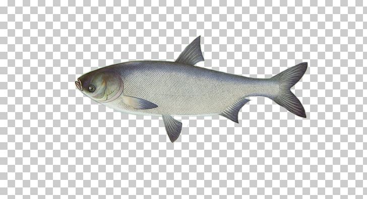 Silver Carp Common Carp Bighead Carp Fish Angling PNG, Clipart, Angling, Animals, Bighead Carp, Black Carp, Carp Free PNG Download