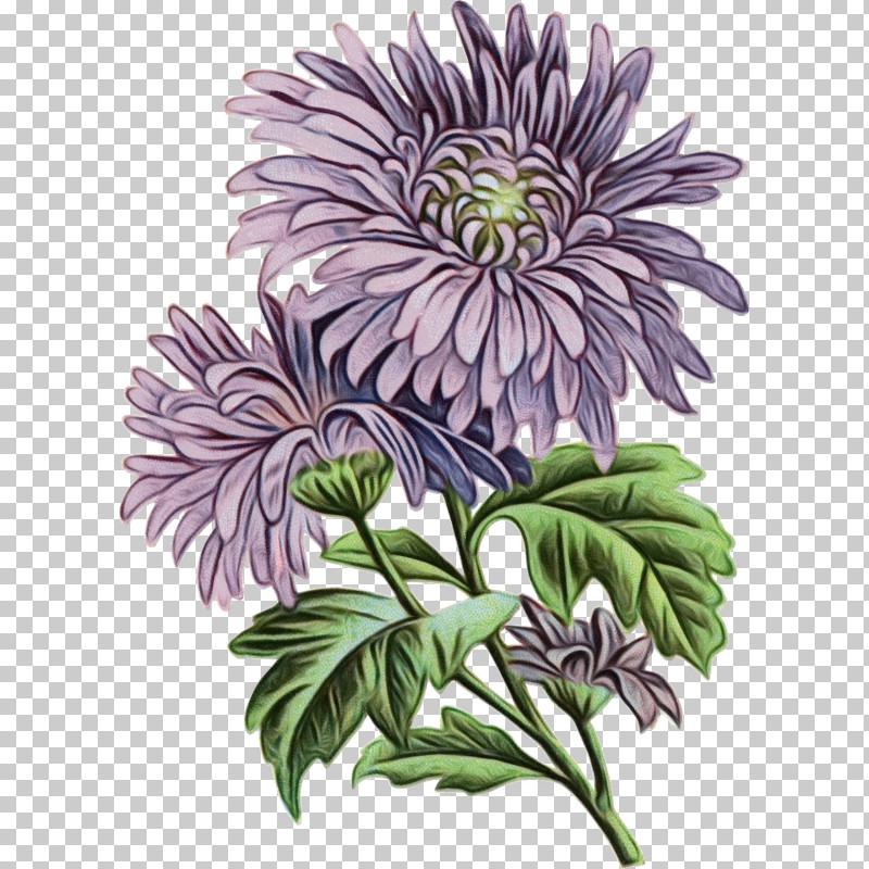 Flower Plant Purple African Daisy Petal PNG, Clipart, African Daisy, Aster, Flower, Paint, Petal Free PNG Download