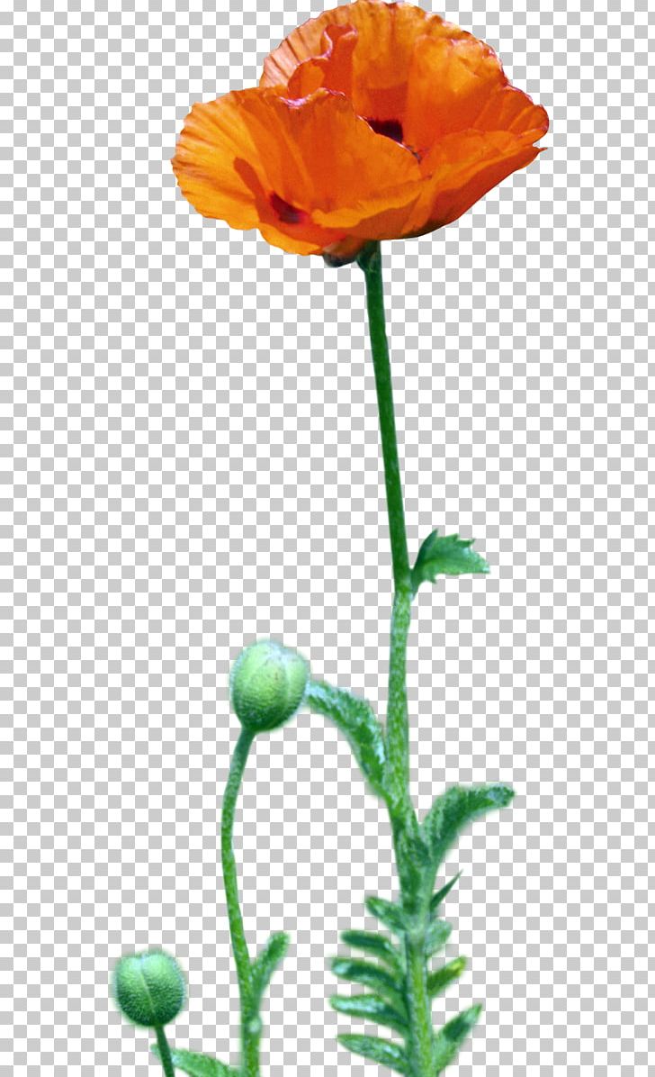 Desktop Flower Desktop Metaphor Poppy Red PNG, Clipart, Art, Bud, Cicek, Cicek Resimleri, Color Free PNG Download