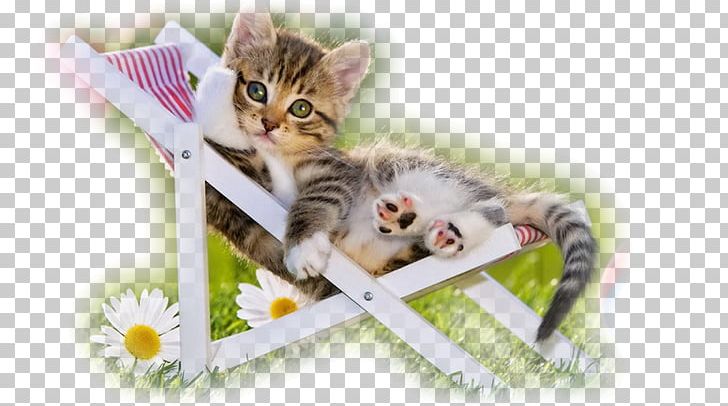 Kitten Puppy Siberian Cat Desktop Dog PNG, Clipart, Ameri, Animal, Animals, Bonne Annee, Breed Free PNG Download