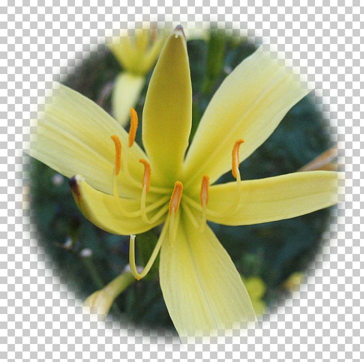 Lilium Yellow Therapy Herbalism Spontaneität PNG, Clipart, Child, Daylily, Elixir, Fawn Lily, Flora Free PNG Download