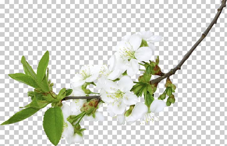 Branch PNG, Clipart, Blossom, Branch, Branches, Cherry Blossom, Clip Art Free PNG Download