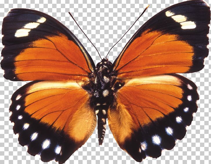 Butterfly PNG, Clipart, Brush Footed Butterfly, Butterflies And Moths, Butterflies Insects, Computer Icons, Image File Formats Free PNG Download