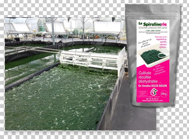 Water Resources Spirulina Market PNG, Clipart, Grass, Market, Others, Recreation, Spirulina Free PNG Download