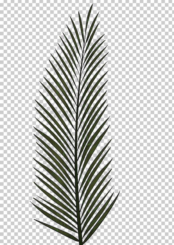 Arecaceae Leaf Palm Branch Tree PNG, Clipart, Arecaceae, Arecales, Areca Palm, Black And White, Date Palm Free PNG Download