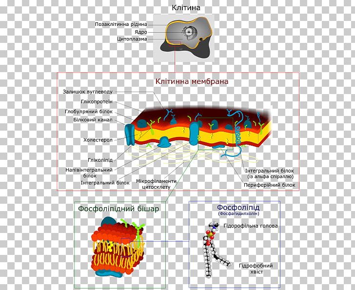 Biological Membrane Cell Membrane Eukaryote Lipid Bilayer PNG, Clipart, Archaeans, Area, Bacterial Cell Structure, Biological Membrane, Biology Free PNG Download