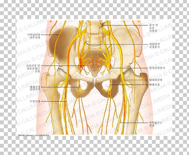 Pelvis Nerve Hip Human Anatomy Human Body PNG, Clipart, Abdomen, Anatomy, Angle, Forearm, Hand Free PNG Download