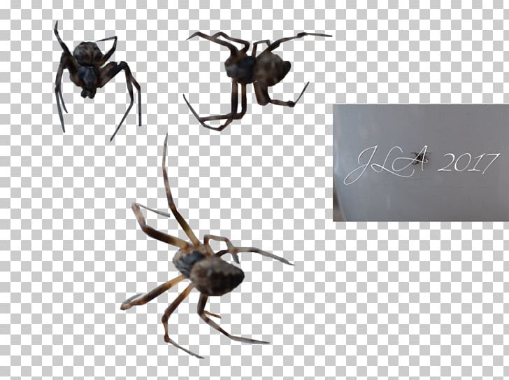 Widow Spiders Insect K2 STX G.1800E.J.M.V.U.NR YN PNG, Clipart, Ant, Anthony Mcpartlin, Arachnid, Arthropod, Insect Free PNG Download