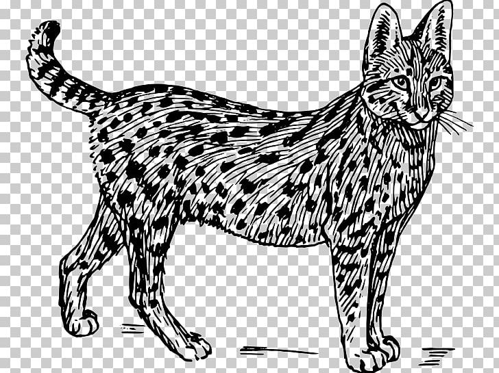 Wildcat Savannah Cat Serval Felidae PNG, Clipart, Asian, Big, Black, Carnivoran, Cat Like Mammal Free PNG Download