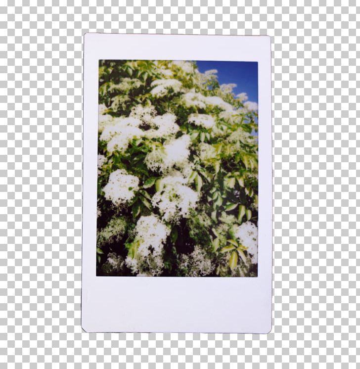Wildflower Shrub Sky Plc PNG, Clipart, Branch, Flora, Flower, Grass, Plant Free PNG Download