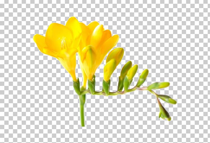 Yellow Cut Flowers Petal Flower Bouquet PNG, Clipart, Bud, Color, Cut Flowers, Flora, Flower Free PNG Download