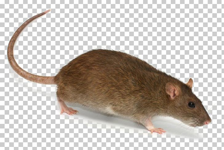Brown Rat Rodent Mouse Rat Trap PNG, Clipart, Animals, Brown Rat, Dormouse, Fauna, Gerbil Free PNG Download