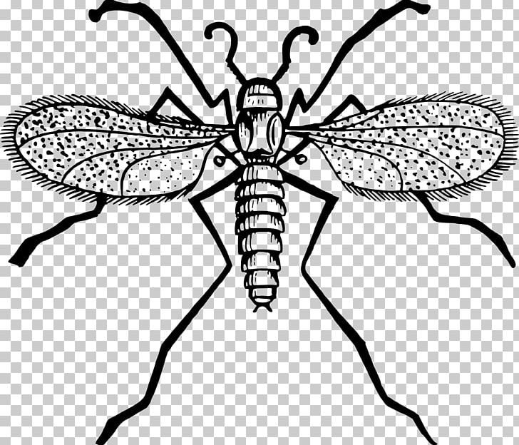 Fly Mosquito Gnat PNG, Clipart, Arthropod, Artwork, Black And White, Butterflies And Moths, Cartoon Free PNG Download