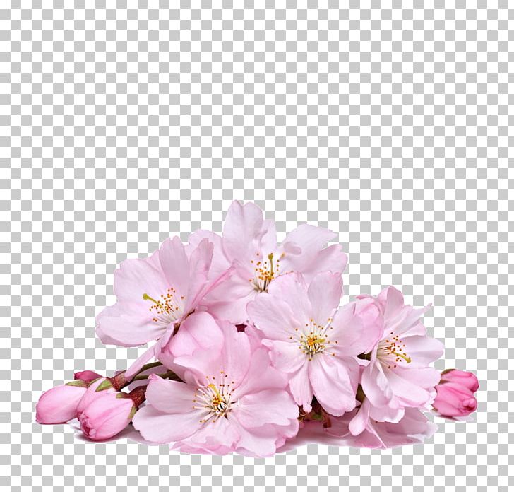 National Cherry Blossom Festival Flower PNG, Clipart, Blossom, Branch, Cerasus, Cherry Blossom, Computer Icons Free PNG Download