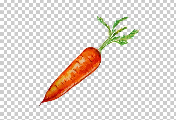 Organic Food Carrot Seed Oil Drawing PNG, Clipart, Bell Peppers And Chili Peppers, Cayenne Pepper, Essential Oil, Food, Fruit Free PNG Download