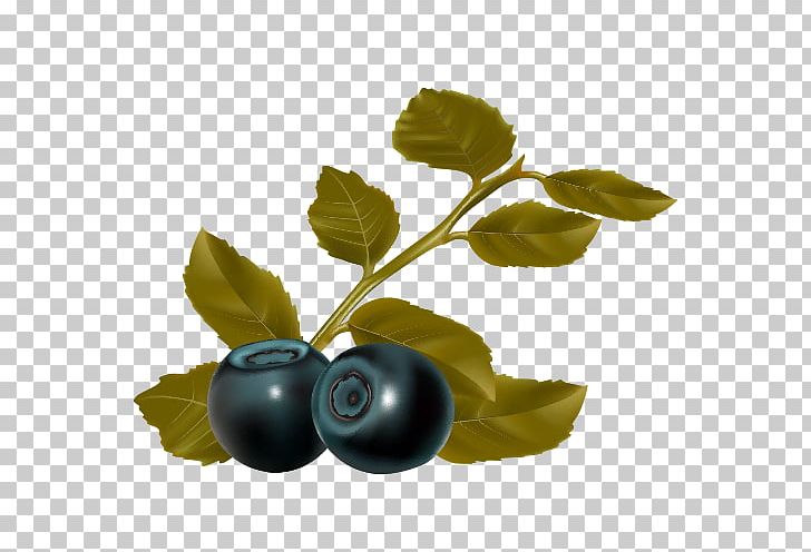 Blueberry Leaf Fruit PNG, Clipart, Berry, Bilberry, Blackcurrant, Blueberry, Blueberry Vector Free PNG Download