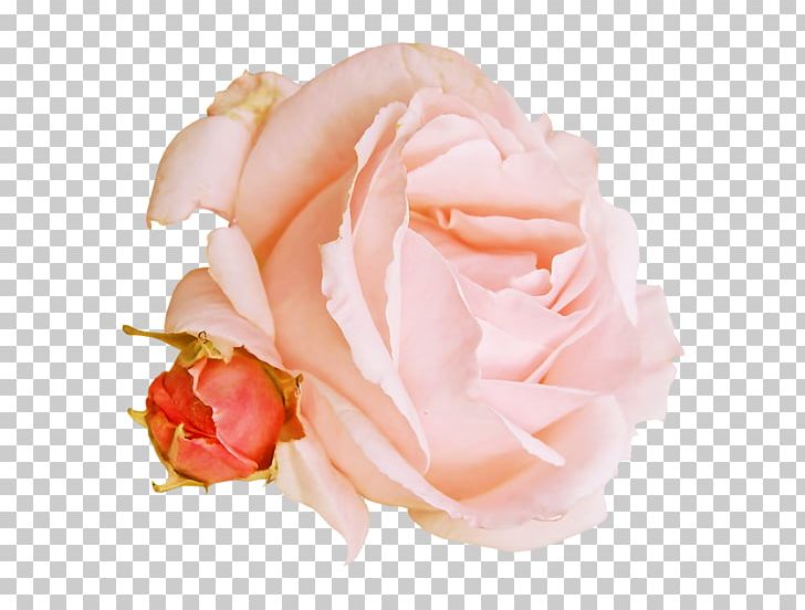 Garden Roses Cabbage Rose Cut Flowers Petal PNG, Clipart, Animal Fat, Buttercream, Closeup, Closeup, Cut Flowers Free PNG Download