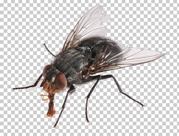 Insect Housefly Cockroach Pest PNG, Clipart, Animals, Arthropod, Bed Bug, Bee, Blow Flies Free PNG Download