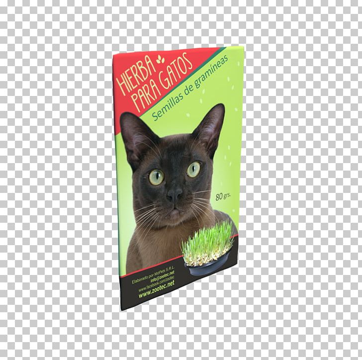 Korat Kitten Whiskers Dog Food PNG, Clipart, Animals, Black Cat, Burmese, Cat, Cat Like Mammal Free PNG Download