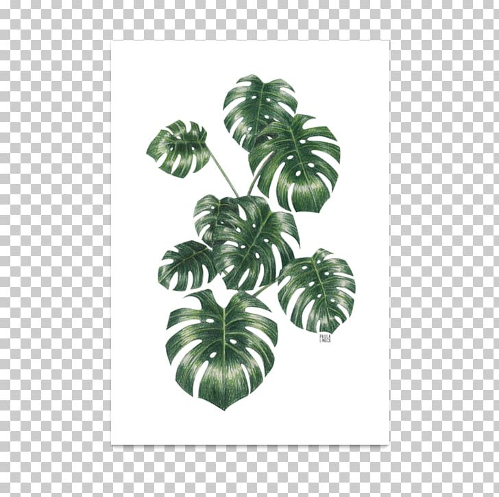 Tree Plant Leaf PNG, Clipart, Leaf, Monstera, Nature, Plant, Tree Free PNG Download