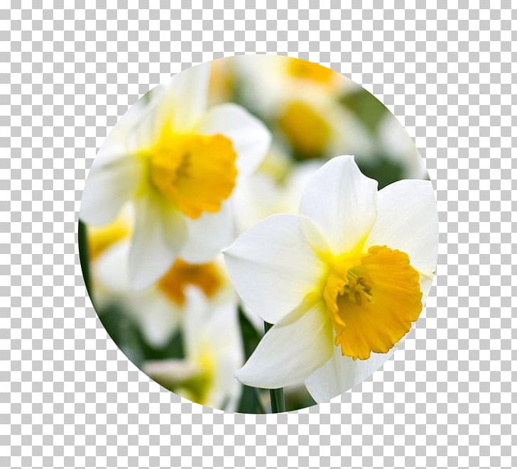 Birth Flower Bulb Narcissus Jonquilla Tulip PNG, Clipart, Astrological Sign, Birth, Birthday, Birth Flower, Bulb Free PNG Download