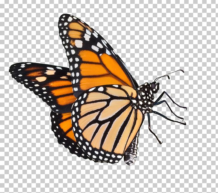 Butterfly Weed Insect How To Raise Monarch Butterflies: A Step-by-step Guide For Kids Monarch Butterfly PNG, Clipart, Animal Migration, Arthropod, Biological Life Cycle, Brush Footed Butterfly, Butterflies Free PNG Download