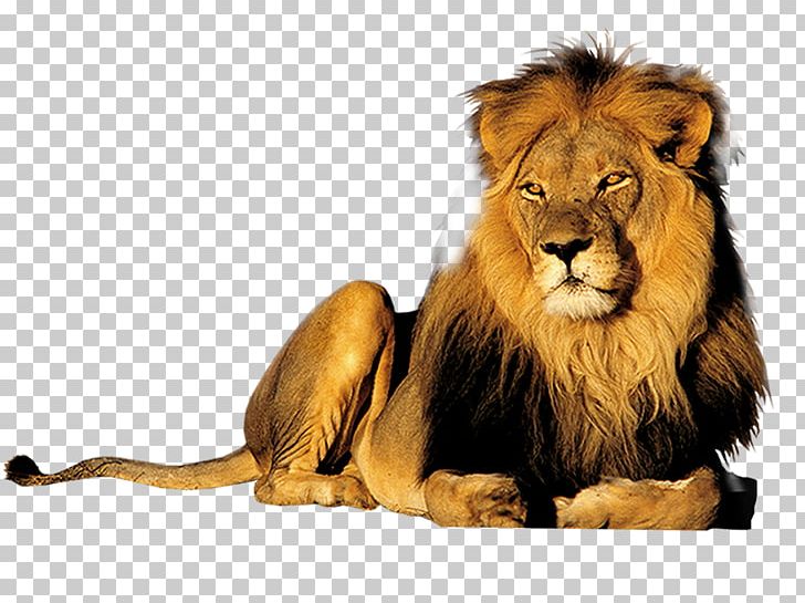 East African Lion Tiger Rhinoceros Wildlife Animal PNG, Clipart, Animals, Big Cats, Big Five Game, Carnivoran, Cat Like Mammal Free PNG Download