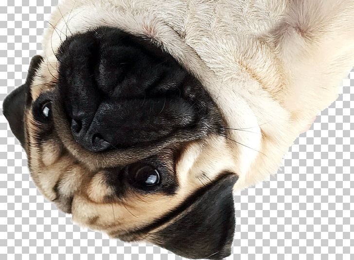 Pug Puppy Dog Breed Companion Dog Toy Dog PNG, Clipart, Animals, Breed, Carnivoran, Companion Dog, Crossbreed Free PNG Download