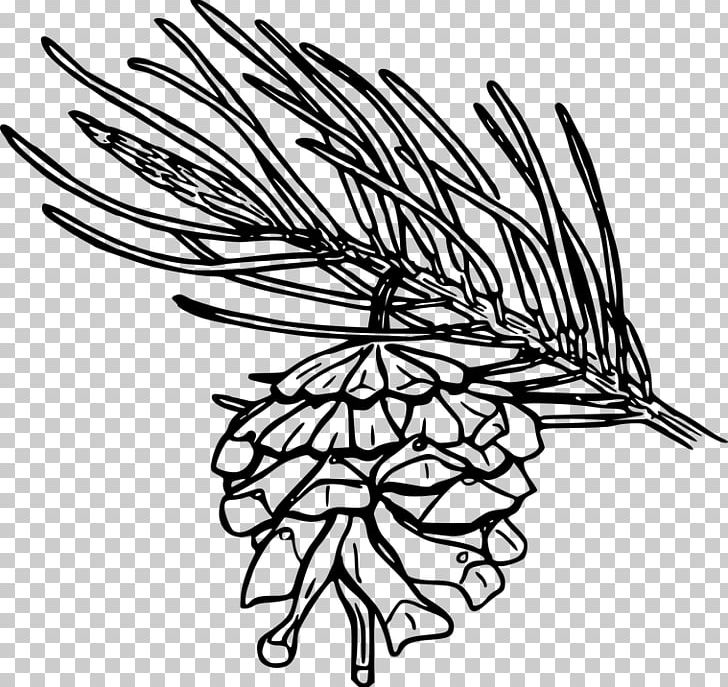 Single-leaf Pinyon Conifer Cone Flower Coulter Pine PNG, Clipart, Beak, Black And White, Branch, Color, Conifer Cone Free PNG Download