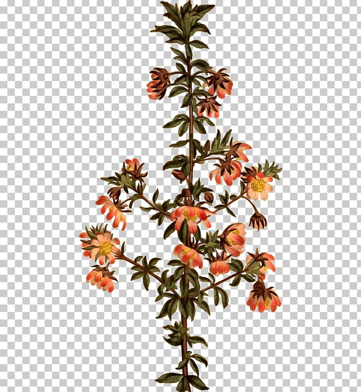 Botanical Illustration Botany Curtis's Botanical Magazine Bauera Rubioides PNG, Clipart,  Free PNG Download