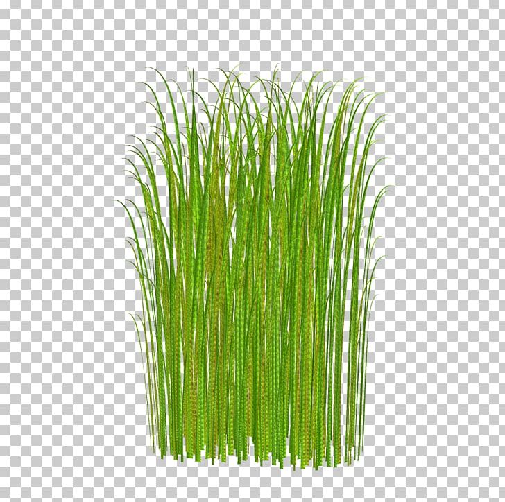 Lawn PNG, Clipart, Animation, Background Green, Cdr, Chrysopogon Zizanioides, Commodity Free PNG Download