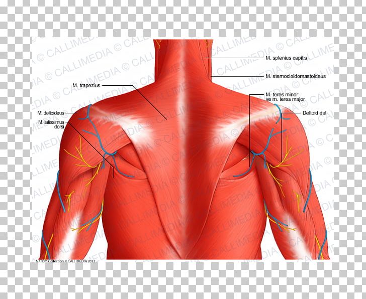 Posterior Triangle Of The Neck Posterior Auricular Artery Posterior Auricular Muscle PNG, Clipart, Abdomen, Arm, Back, Blood Vessel, Human Body Free PNG Download
