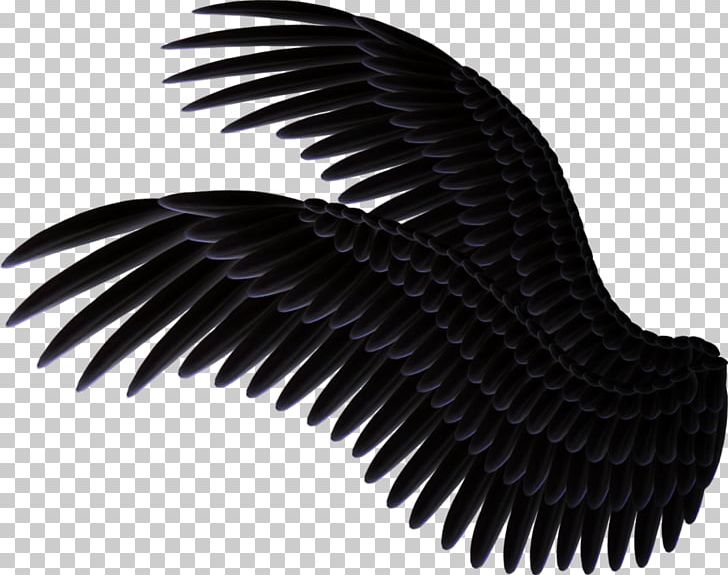 Feather Beak Black And White PNG, Clipart, Beak, Black And White, Black And White Wings, Darkest Hour, Download Free PNG Download