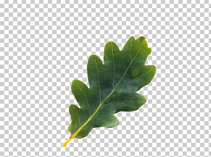 English Oak Tree Northern Red Oak Acorn Leaf PNG, Clipart, Acorn, Bur Oak, Desktop Wallpaper, English Oak, Fagaceae Free PNG Download